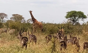 Meru National Park 01 Kenya
