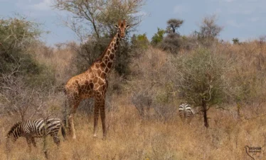 Meru National Park 06 Kenya