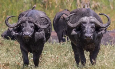 Meru National Park 10 Kenya