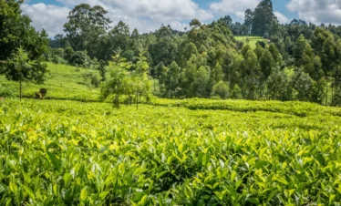 Mount Kenya National Park 05