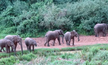 Mount Kenya National Park 08