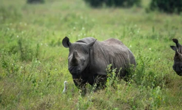 Nairobi National Park 13 Kenya