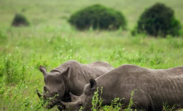 Nairobi National Park 14 Kenya
