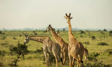 Nairobi National Park 16 Kenya
