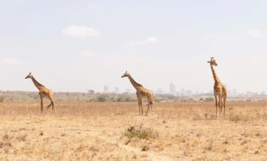 Nairobi National Park 20 Kenya