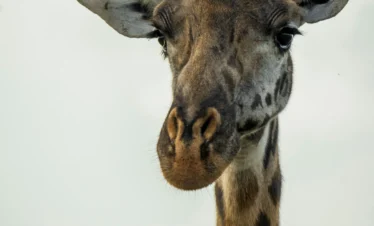 Nairobi National Park 21 Kenya