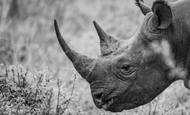 Nairobi National Park 28 Kenya