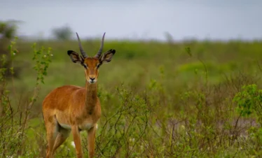 Nairobi National Park 30 Kenya