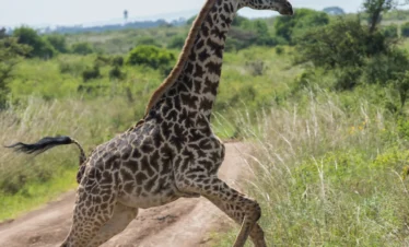 Nairobi National Park 39 Kenya