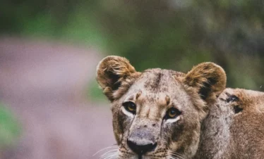 Nairobi National Park 43 Kenya