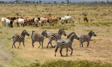 Ol Pejeta Conservancy 03 Kenya