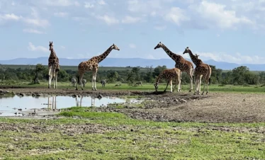 Ol Pejeta Conservancy 04 Kenya