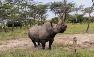 Ol Pejeta Conservancy 06 Kenya