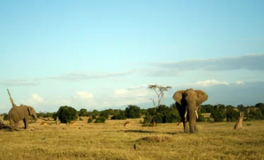 Ol Pejeta Conservancy 11 Kenya