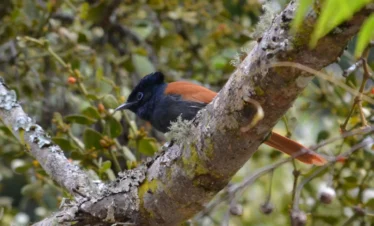 Ol Pejeta Conservancy 13 Kenya