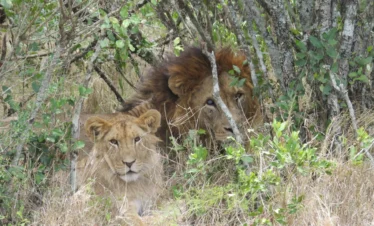 Ol Pejeta Conservancy 16 Kenya
