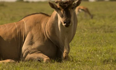 Ol Pejeta Conservancy 19 Kenya