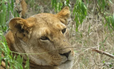 Ol Pejeta Conservancy 21 Kenya
