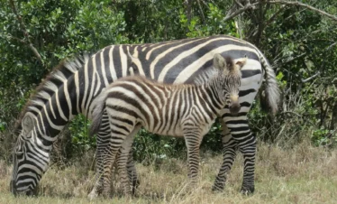 Ol Pejeta Conservancy 22 Kenya
