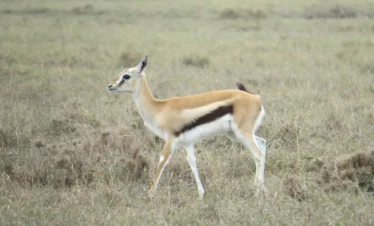 Ol Pejeta Conservancy 23 Kenya