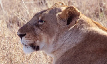 Ol Pejeta Conservancy 24 Kenya