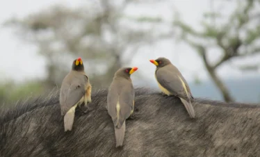 Ol Pejeta Conservancy 26 Kenya