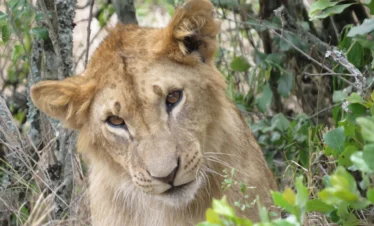Ol Pejeta Conservancy 27 Kenya