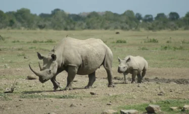 Ol Pejeta Conservancy 28 Kenya