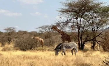 Samburu National Reserve 02 Kenya