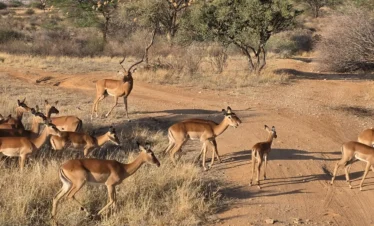Samburu National Reserve 03 Kenya