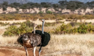 Samburu National Reserve 05 Kenya