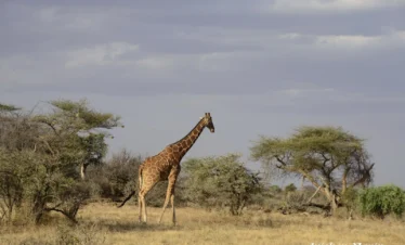 Samburu National Reserve 06 Kenya