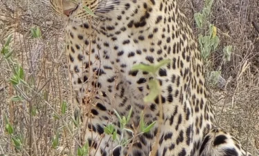 Samburu National Reserve 07 Kenya