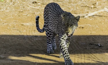 Samburu National Reserve 08 Kenya