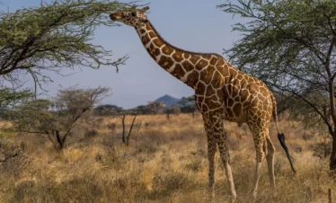 Samburu National Reserve 15 Kenya