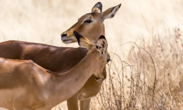 Samburu National Reserve 16 Kenya