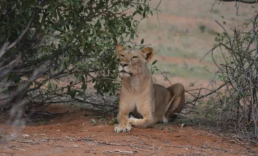 Samburu National Reserve 19 Kenya