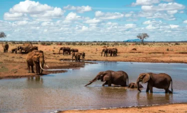 Tsavo East National Park 01 Kenya