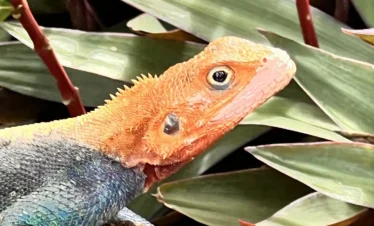 Tsavo East National Park 04 Kenya