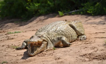 Tsavo East National Park 08 Kenya