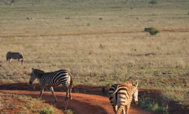 Tsavo East National Park 12 Kenya