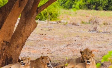 Tsavo East National Park 14 Kenya