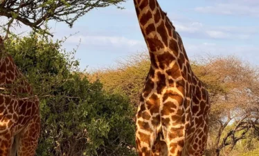 Tsavo East National Park 15 Kenya