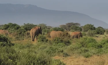 Tsavo East National Park 16 Kenya