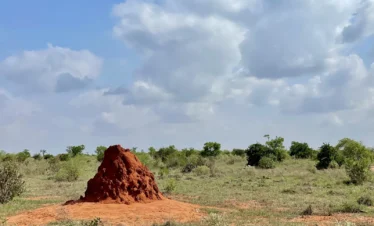 Tsavo East National Park 19 Kenya
