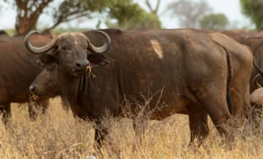 Tsavo East National Park 22 Kenya