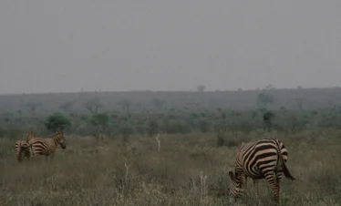 Tsavo East National Park 23 Kenya