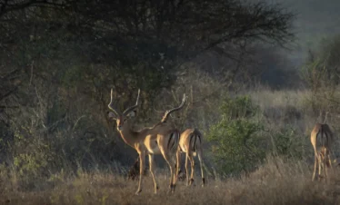 Tsavo West National Park 05 Kenya
