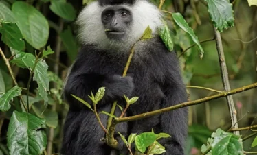 Tsavo West National Park 07 Kenya