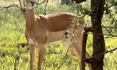 Tsavo West National Park 10 Kenya